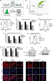 Phosphorylation of yap1 by lats1/2 inhibits its translocation into the nucleus to regulate cellular genes important for cell proliferation, cell death, and cell migration ap002777 genomic dna no translation available. Tankyrase Inhibitor Sensitizes Lung Cancer Cells To Endothelial Growth Factor Receptor Egfr Inhibition Via Stabilizing Angiomotins And Inhibiting Yap Signaling Journal Of Biological Chemistry