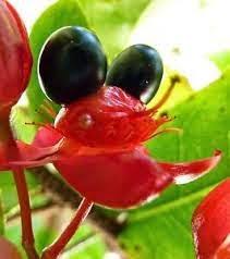 Image result for Ochna barbosae