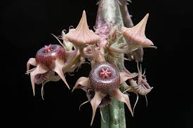 Image result for Vernonia tanganyikensis