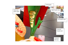 When the gallstones block the bile duct, a surgery requiring the removal of the gallbladder is often required to treat the gallstones. Lab Practical 3 Ch 23 The Digestive System The Liver Diagram Quizlet