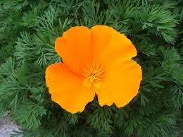 We did not find results for: California Native Grasslands Association California Poppy Eschscholzia Californica