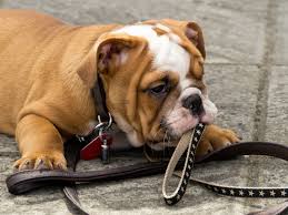 We did not find results for: Beloved Dog Breed English Bulldogs May Disappear Due To Health Problems Cbs News