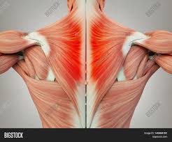 Keep your torso upright and a slight arch in your back as you fully extend your arms at the top. Human Anatomy Torso Image Photo Free Trial Bigstock