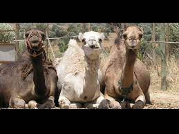 Behind the scenes at the largest camel market in the middle east.birqash is just 35. Rent A Camel Home Facebook