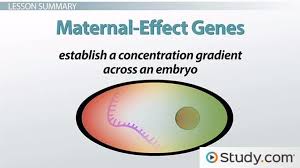 How Maternal Effect Genes Control Early Drosophila Development Video Lesson Transcript Study Com