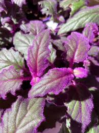 Image result for Gynura