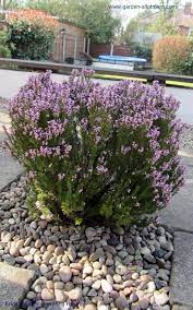 Erica Winter Flowering Heather Bush Drought Resistant Plants Allotment Gardening Winter Garden