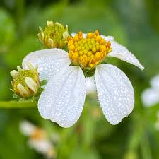 Image result for Bidens pilosa