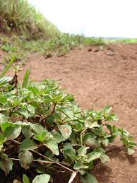 Image result for Acanthospermum australe