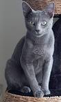 Cat Breed List of Grey Cats