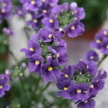 Image result for Nemesia