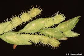 Image result for Zornia