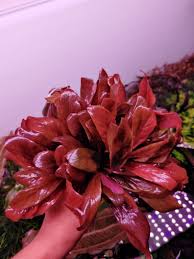 Image result for Samolus