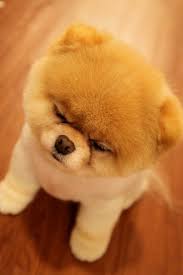 Cute Dogs Cute Dog Boo The Cutest Dog Cute Dogs Cute Pomeranian