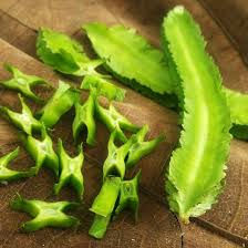 Image result for Psophocarpus grandiflorus