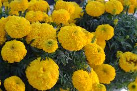 It produces beautiful flowers in shades of orange, yellow, red and sometimes brownish red. Geoseed Selected New Varieties 2019 2020