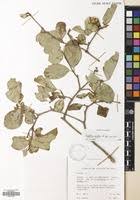 Image result for Cordia monoica