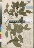 Image result for Alafia caudata