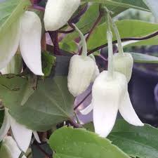 Gently wind any cut wood out of the plant mass. Clematis Urophylla Winter Beauty Floweringtoday Clematis Twitter Clematis Winter Beauty Plants