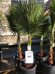 Mexican Fan Palm Tropical Home Depot Mexican Fan Palm Outdoor Gardens Tropical Houses