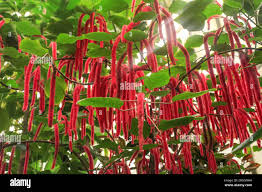 Image result for Acalypha fimbriata