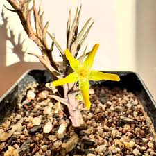 Image result for Orbea rogersii