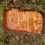 Image result for Aneulophus