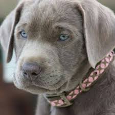 She is a gorgeous black and white 6 month old pup. Silverjack Labradors Home Facebook