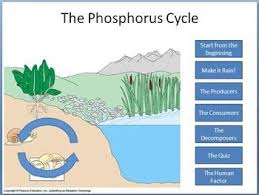 Weathering since the main source of phosphorus is found in rocks, the first step of the phosphorus cycle involves the extraction of phosphorus from the rocks by weathering. Phosphorus Cycle Tutorial Phosphorus Cycle Powerpoint Tutorial Tutorial