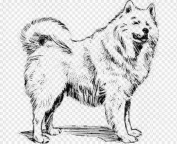 Review how much alaskan malamute puppies for sale sell for below. Samoyed Dog Akita Greenland Dog Canadian Eskimo Dog Alaskan Malamute Sheep Breeders Mammal Carnivoran Paw Png Pngwing
