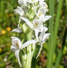 Image result for Monotes elegans