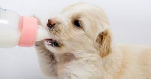 Puppy milk recipe formula hand feeding newborn puppies bottle feed milk replacement. Dilutions For Weak Or Newborn Animals Meyenberg Goat Milk