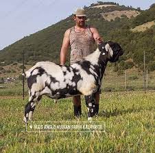 Οι κρυφές επιθυμίες των ζωδίων. Natmankat Anglo Nubians Farm Kalavrita Home Facebook