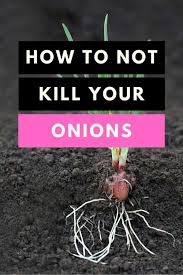 Center rot bacteria are pretty much ubiquitous, just waiting for good enough. How To Grow Onions The Right Way 1 Plantophiles