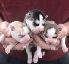Shes not a fan of dog toys just yet. Siberian Husky Puppies For Sale Tennessee Siberian Husky Puppies