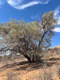 Image result for Acacia haematoxylon
