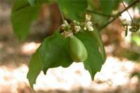 Image result for Paullinia pinnata