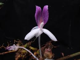Image result for Siphonochilus kilimanensis