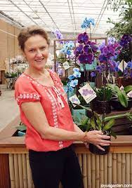 How To Care For The Beautiful Phalaenopsis Orchid