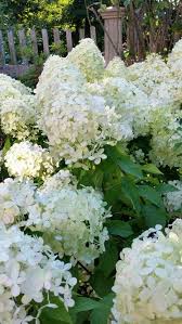 Limelight Hydrangeas Pflanzen Garten Gartengestaltung