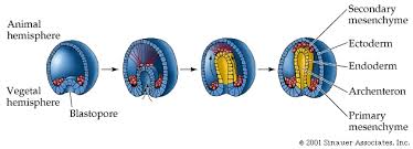 Dalam organisme yang berkembang biak secara seksual, ketika satu sel sperma membuahi ovum. Pertumbuhan Dan Perkembangan Pada Hewan Dan Manusia Karedok Net