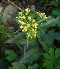 Image result for Senecio latifolius