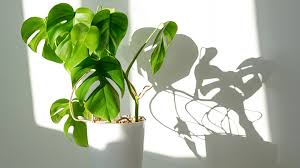 Find a healthy looking stem tip and make a cutting. How To Take Care Of A Monstera Plant