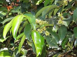 Image result for Cassipourea gummiflua