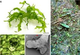 Image result for Lomariopsis