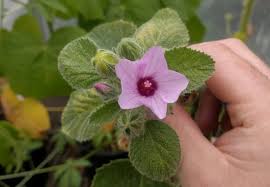 Image result for Hibiscus tridactylites