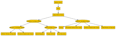 Arterial Supply To The Structures Of Balance