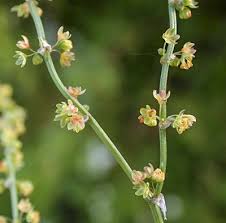 Image result for Sapium acetosella