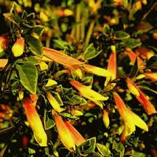 Image result for Justicia striata