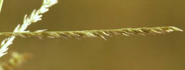 Image result for Sporobolus pyramidalis